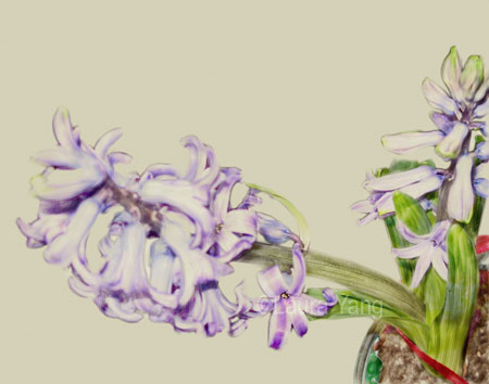 Hyacinth_11"x14"