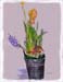 Spring Flowers_ 14"x11" 