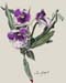 Wild Orchids_14"x11"