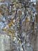 id104 Seashell 4 