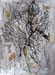 id105 Seashell 6 