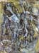 id107 Seashell 8 
