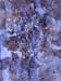 id114 Seashell 33