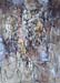 id116 Seashell 37 
