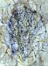 id117 Seashell 39
