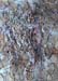 id120 Seashell 46