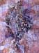 id125 Seashell 83 